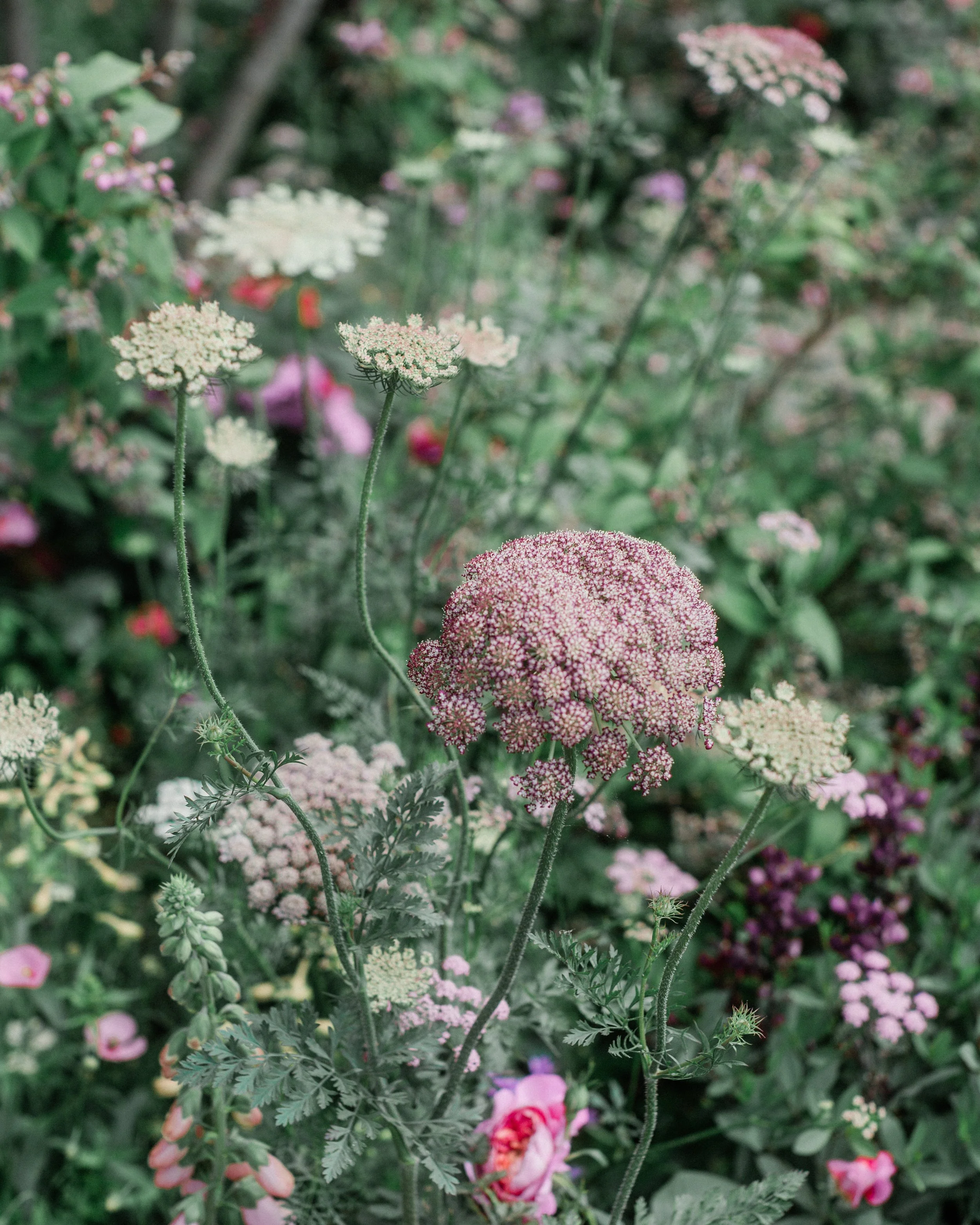 RHS Chelsea Flower Show 2025 | The Glasshouse Garden — RONA